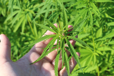 Berlin verstÃ¤rkt Kontrolle der Cannabis-Konsumverbote