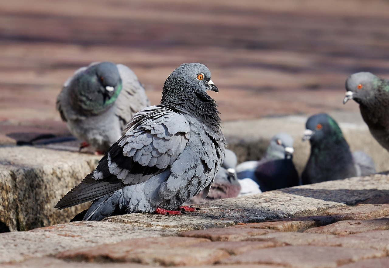 Berlin - Tierschutz